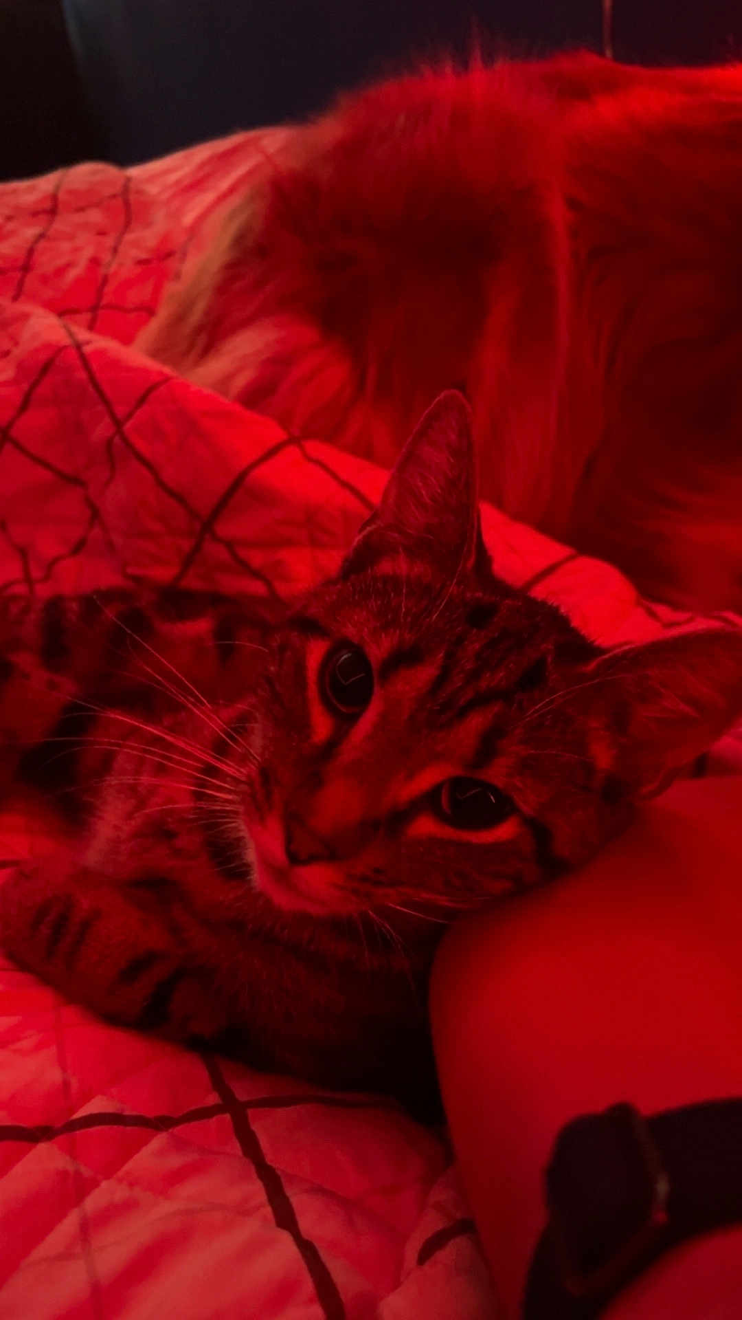 Zai is registered to the contest to win money with this photo: cat, dog, arm, bed, blanket, quilt, striped_cat, fluffy_dog, resting, sleeping, indoor, red_light, cozy, pet, animal, feline, canine, whiskers, ears, closeup