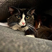 Honey joined the competition — help win amazing prizes! cat, tuxedo_cat, black_and_white, whiskers, pink_nose, long_hair, pet, feline, green_eyes, close_up, portrait, indoor, couch, under_cushion, cozy, hidden, curious, paw, fur, relaxed