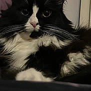 Honey Or Wednesday is registered to the contest to win money with this photo: animal, black_and_white, cat, close_up, cute, domestic, ears, eyes, face, feline, fluffy, fur, indoor, laying_down, mammal, nose, pet, portrait, relaxed, whiskers