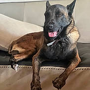 Kuma participe au concours pour gagner de l'argent avec cette photo : dog, belgian_malinois, pet, canine, animal, lounging, couch, furniture, indoor, resting, tongue_out, brown_fur, black_fur, ears_up, collar, happy, relaxed, domestic, companion, paw