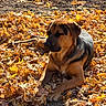 Gilbert is registered to the contest to win money with this photo: animal, animal_portrait, autumn, black, brown, canine, daylight, dog, earth, fall, fur, laying_down, leaves, nature, outdoor, park, pet, relaxed, season, sunlight