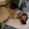 dog, sleeping, floor, brown, black, pet, indoors, resting, canine, fur, animal, quiet, relaxation, home, carpet, large_dog, domestic, laying_down, peaceful, cozy
