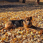 Gilbert is registered to the contest to win money with this photo: animal, autumn, black, brown, canine, daylight, dog, fall, ground, laying_down, leaves, nature, outdoor, park, pet, relaxed, seasonal, shadows, sunlight, tree_trunk