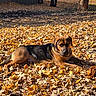 dog, autumn, leaves, outdoor, sunlight, fall, nature, animal, pet, brown, black, relaxed, laying_down, canine, seasonal, daylight, park, ground, tree_trunk, shadows