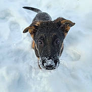 Apollo is registered to the contest to win money with this photo: adorable, animal, black, brown, cold, cute, dog, ears, fur, nature, nose, outdoor, pet, playful, puppy, snow, snowflakes, whiskers, winter, young