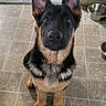 Apollo is registered to the contest to win money with this photo: animal, bowl, canine, cute, dog, ears, eyes, floor, food, fur, german_shepherd, indoor, looking_up, nose, paws, pet, puppy, tile, water, young