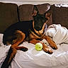Apollo joined the competition — help win amazing prizes! animal, black, blanket, brown, companion, couch, cozy, curious, dog, ears, fur, german_shepherd, indoor, living_room, paws, pet, puppy, resting, tennis_ball, young