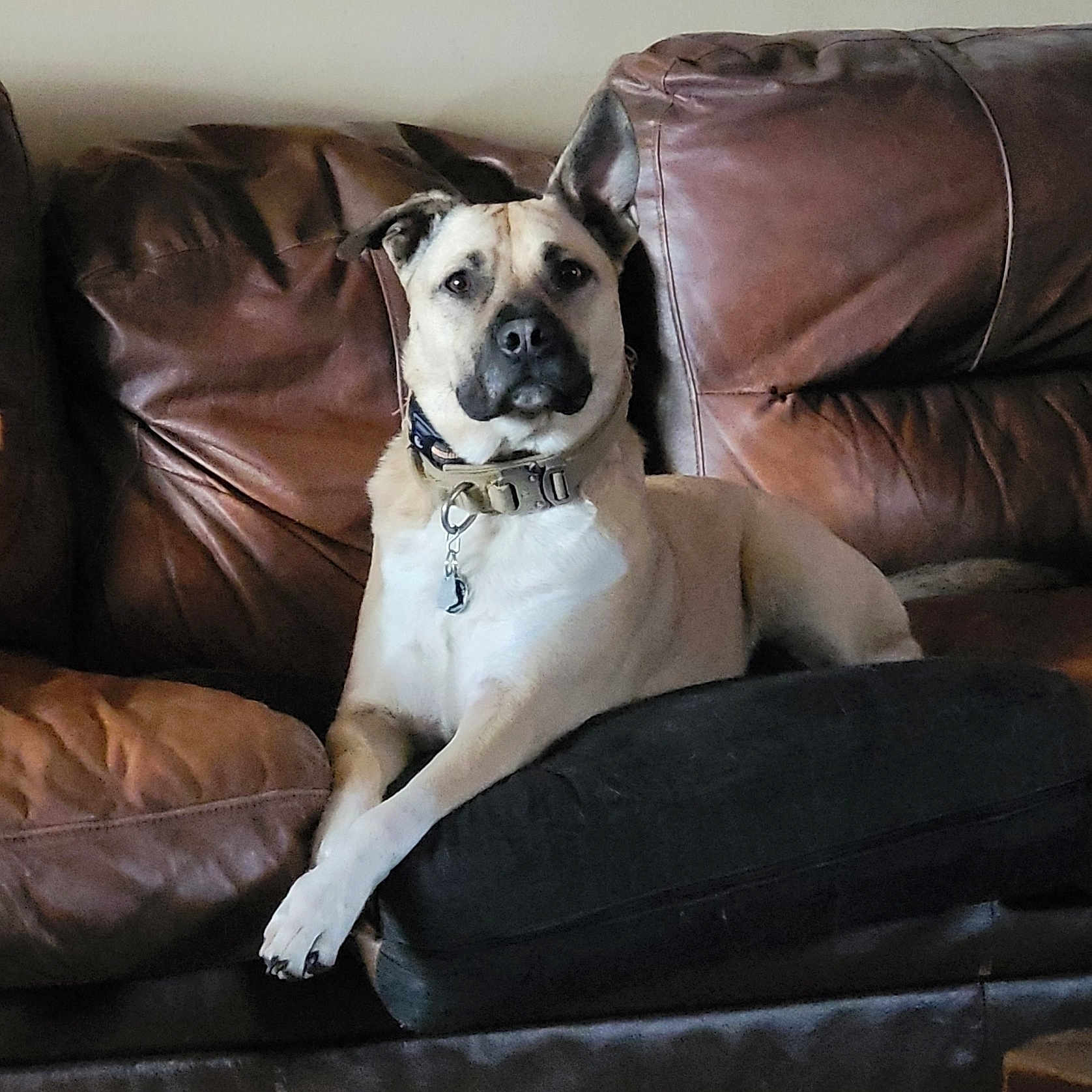 Milo joined the competition — help win amazing prizes! animal, black, brown, canine, collar, comfort, cushion, dog, domestic, ears, furniture, house, indoor, leather_couch, looking, paw, pet, relaxed, resting, sitting