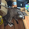 Mando is registered to the contest to win money with this photo: cat, gray_cat, fluffy, long_hair, sleeping, lying_down, relaxed, pet, animal, furry, whiskers, closed_eyes, wooden_floor, indoor, clutter, bucket, cardboard, sunlight, household_items, nap
