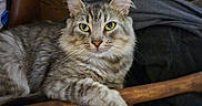 Mando is registered to the contest to win money with this photo: cat, tabby, feline, pet, animal, portrait, close_up, long_hair, striped_fur, green_eyes, whiskers, pointed_ears, sitting, lounging, wooden_chair, blanket, fabric, indoors, home, relaxed