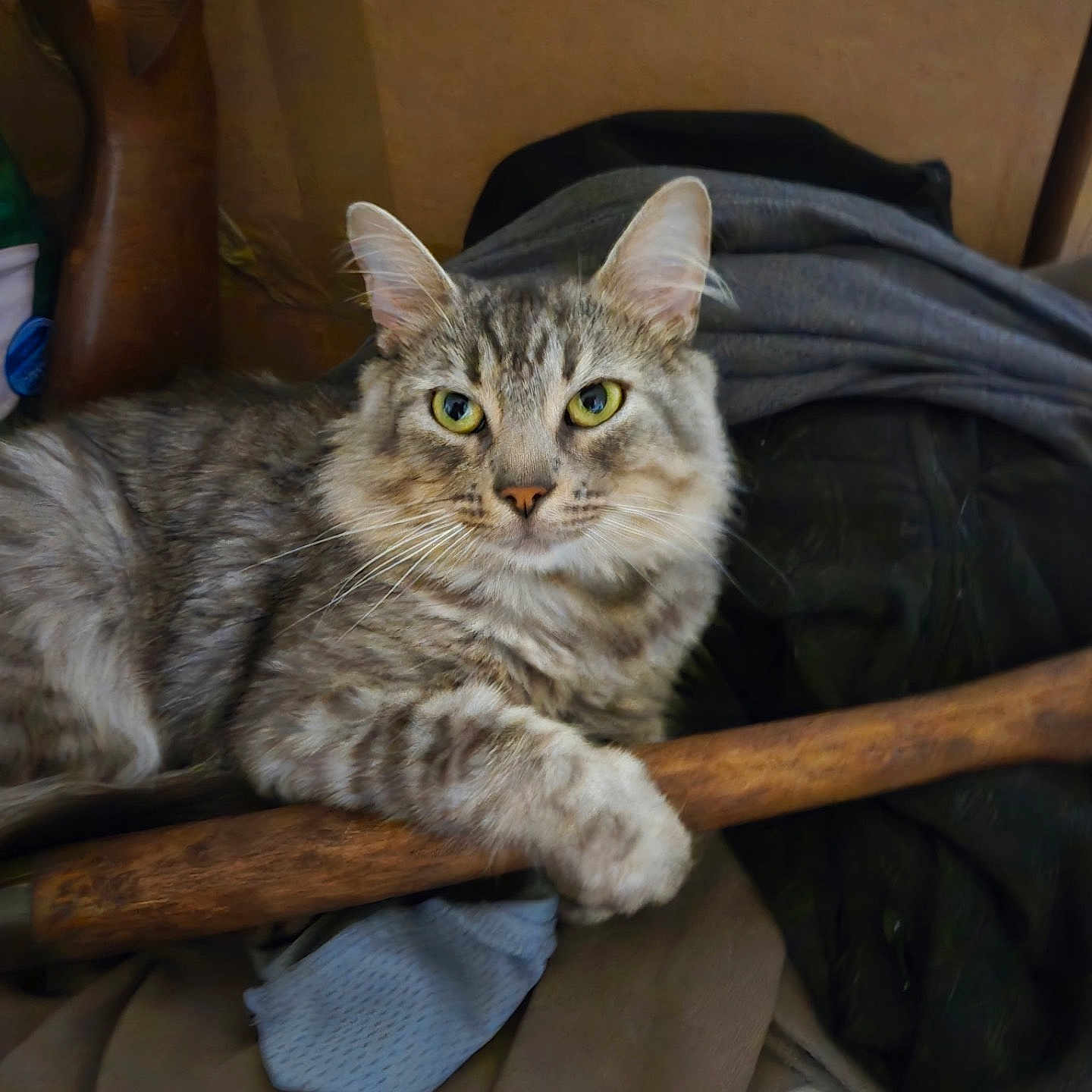 Mando is registered to the contest to win money with this photo: cat, tabby, feline, pet, animal, portrait, close_up, long_hair, striped_fur, green_eyes, whiskers, pointed_ears, sitting, lounging, wooden_chair, blanket, fabric, indoors, home, relaxed