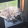 Mando is registered to the contest to win money with this photo: cat, fluffy, gray_cat, sleeping, lounging, upside_down, window, windowsill, sunlight, indoors, cozy, fur, paws, relaxed, pet, animal, home, daylight, resting, portrait