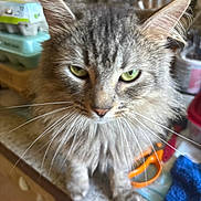 Mando is registered to the contest to win money with this photo: cat, tabby, gray_fur, fluffy, green_eyes, whiskers, ears, face, close_up, portrait, animal, pet, sitting, indoors, kitchen, countertop, household_items, storage, curious, long_hair