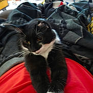 Minkah joined the competition — help win amazing prizes! animal, black_and_white, blanket, cat, clothing, companion, cozy, cute, feline, fur, home, indoor, lap, paw, person, pet, red_shirt, relaxing, stretching, whiskers