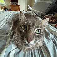 Sky is registered to the contest to win money with this photo: cat, gray_cat, close_up, bed, bedroom, striped_bedspread, pillow, window, nightstand, wooden_furniture, indoor, pet, feline, whiskers, ears, eyes, cozy, home, animal, fur