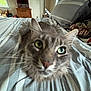 cat, gray_cat, close_up, bed, bedroom, striped_bedspread, pillow, window, nightstand, wooden_furniture, indoor, pet, feline, whiskers, ears, eyes, cozy, home, animal, fur