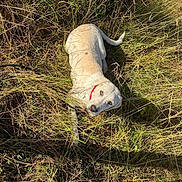 Uzelia participe au concours pour gagner de l'argent avec cette photo : dog, grass, outdoor, nature, animal, pet, collar, light_color, sunlight, field, wild, curious, laying, canine, fur, green, summer, daylight, mammal, looking_up