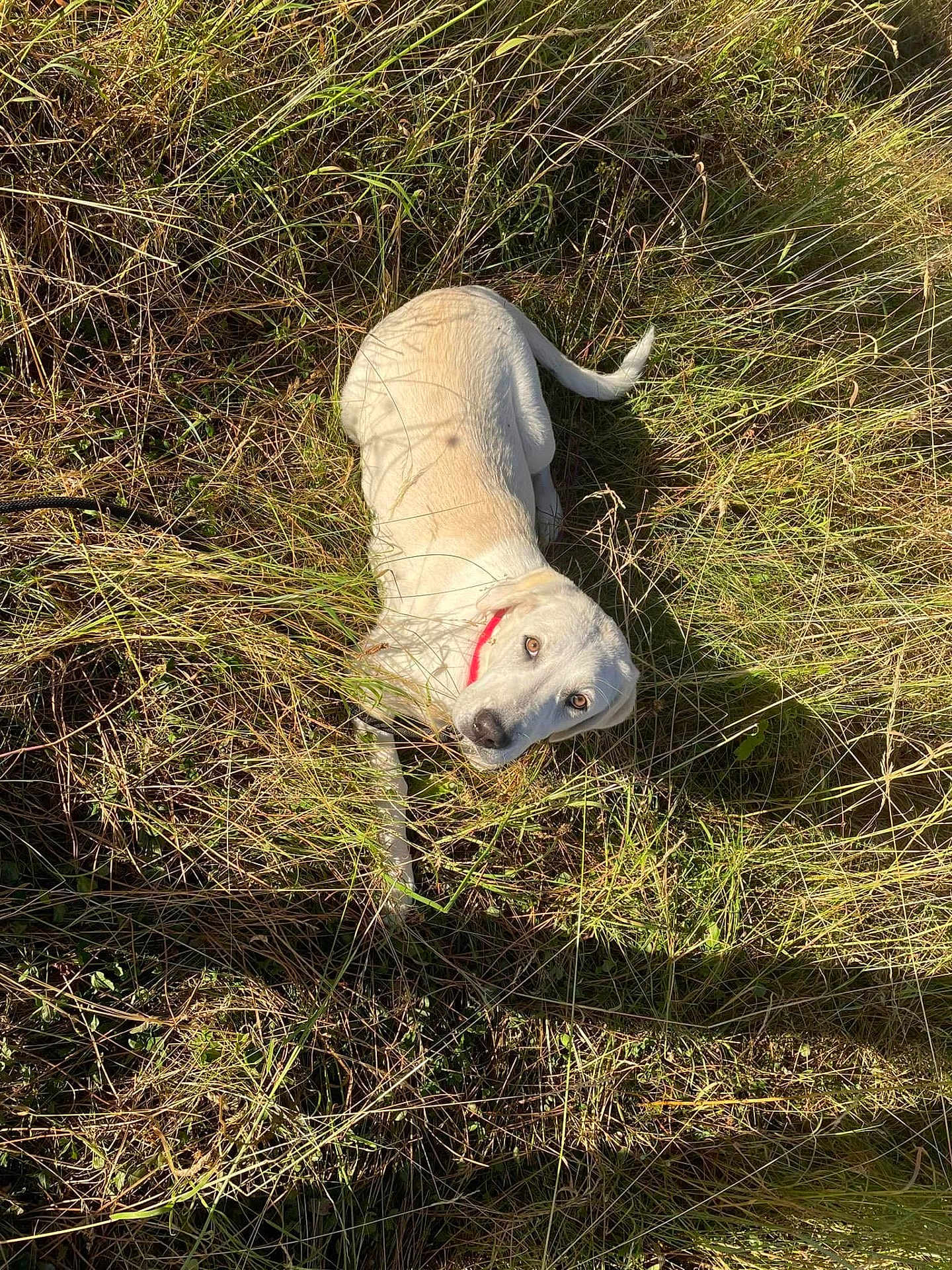 Uzelia participe au concours pour gagner de l'argent avec cette photo : dog, grass, outdoor, nature, animal, pet, collar, light_color, sunlight, field, wild, curious, laying, canine, fur, green, summer, daylight, mammal, looking_up