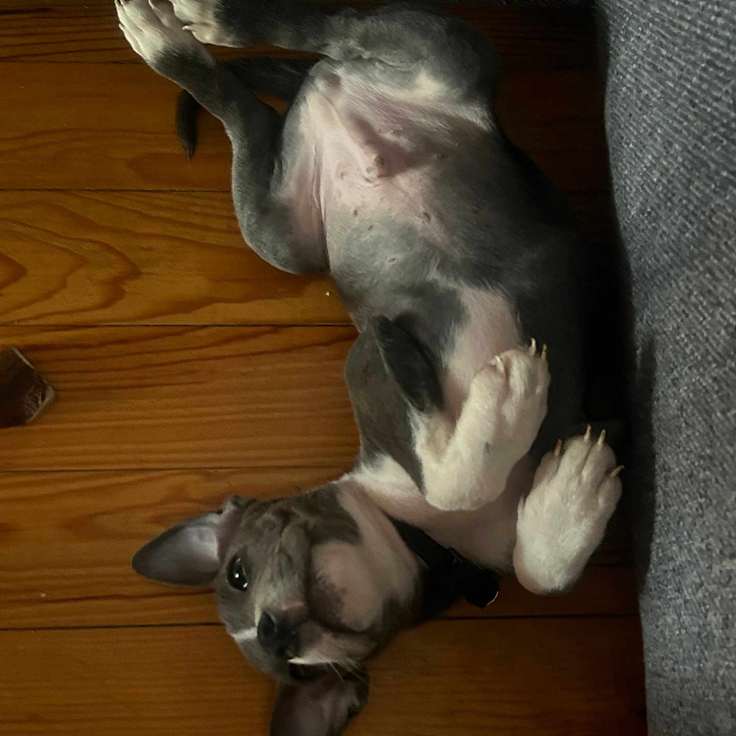 Vasco participe au concours pour gagner de l'argent avec cette photo : animal, architecture, building, bulldog, canine, cat, couch, dog, frenchbulldog, furniture, hardwood, hound, husky, indoors, interiordesign, livingroom, pet, pitbull, puppy, wood