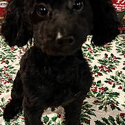 Slash joined the competition — help win amazing prizes! animal, ball, bed, bedroom, canine, cockerspaniel, cushion, dog, furniture, homedecor, indoors, jar, pet, poodle, pottery, puppy, room, sport, tennis, tennisball