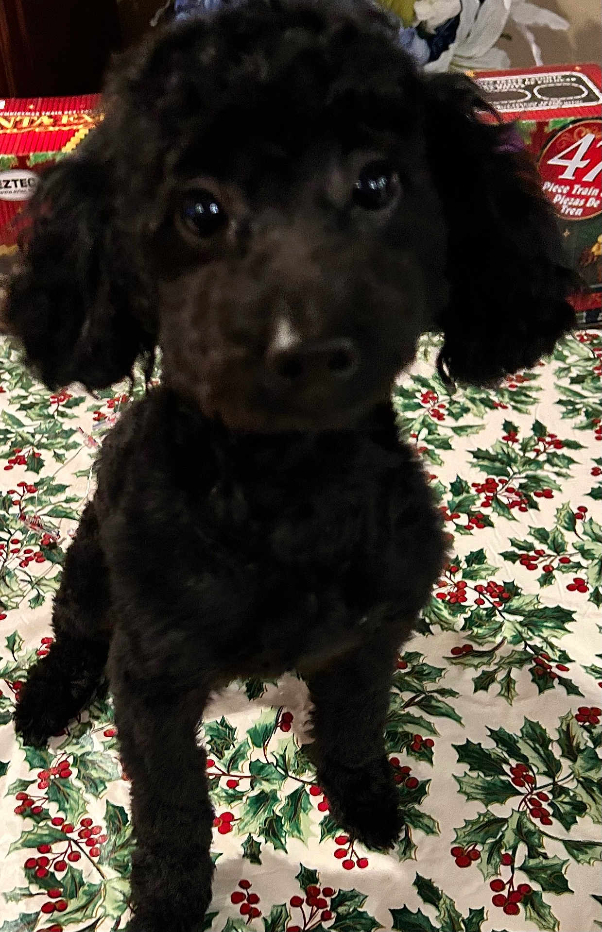 Slash joined the competition — help win amazing prizes! animal, ball, bed, bedroom, canine, cockerspaniel, cushion, dog, furniture, homedecor, indoors, jar, pet, poodle, pottery, puppy, room, sport, tennis, tennisball