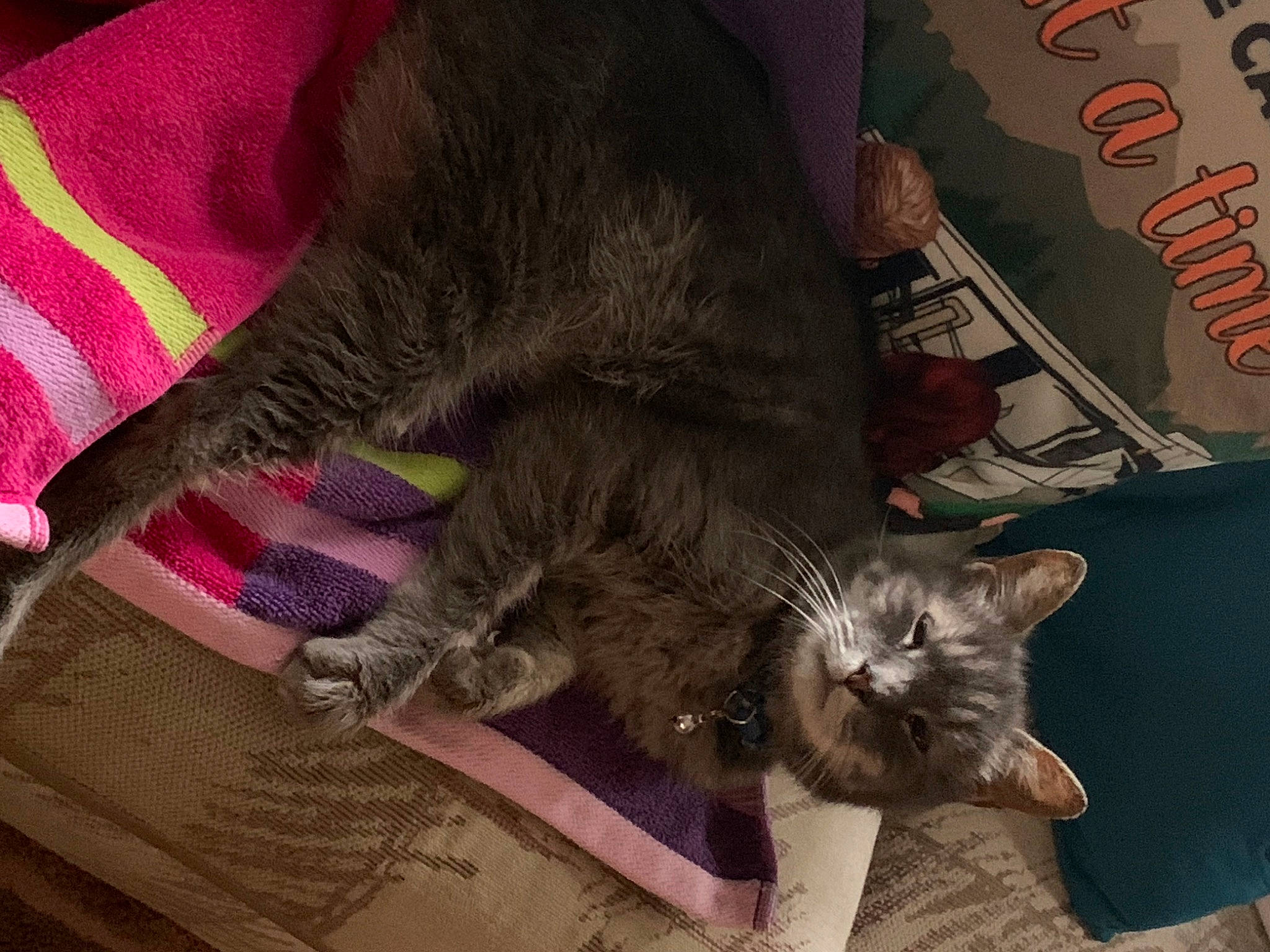 Tiller is registered to the contest to win money with this photo: black_cat, canidae, carnivore, cat, chartreux, claw, comfort, domestic_short_haired_cat, felidae, fur, human_leg, lap, mammal, nap, paw, small_to_medium_sized_cats, snout, tail, vertebrate, whiskers