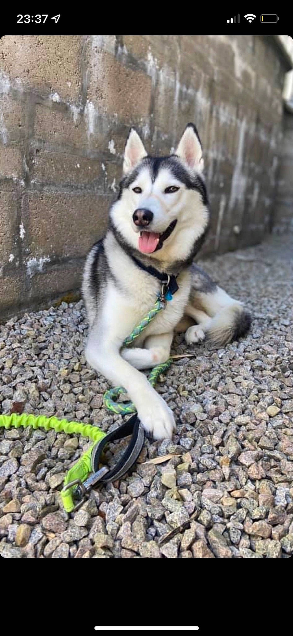 Wolfie is registered to the contest to win money with this photo: ancient_dog_breeds, canidae, canis, carnivore, collar, dog, dog_breed, fur, grass, plant, recreation, siberian_husky, sled_dog, soil, sporting_group, tail, terrestrial_animal, tree, working_animal, working_dog
