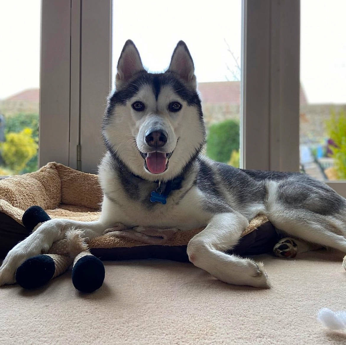 Wolfie is registered to the contest to win money with this photo: canidae, carnivore, collar, companion_dog, dog, dog_breed, foot, fur, paw, plant, recreation, siberian_husky, sky, sled_dog, sporting_group, tail, terrestrial_animal, tree, window, working_dog