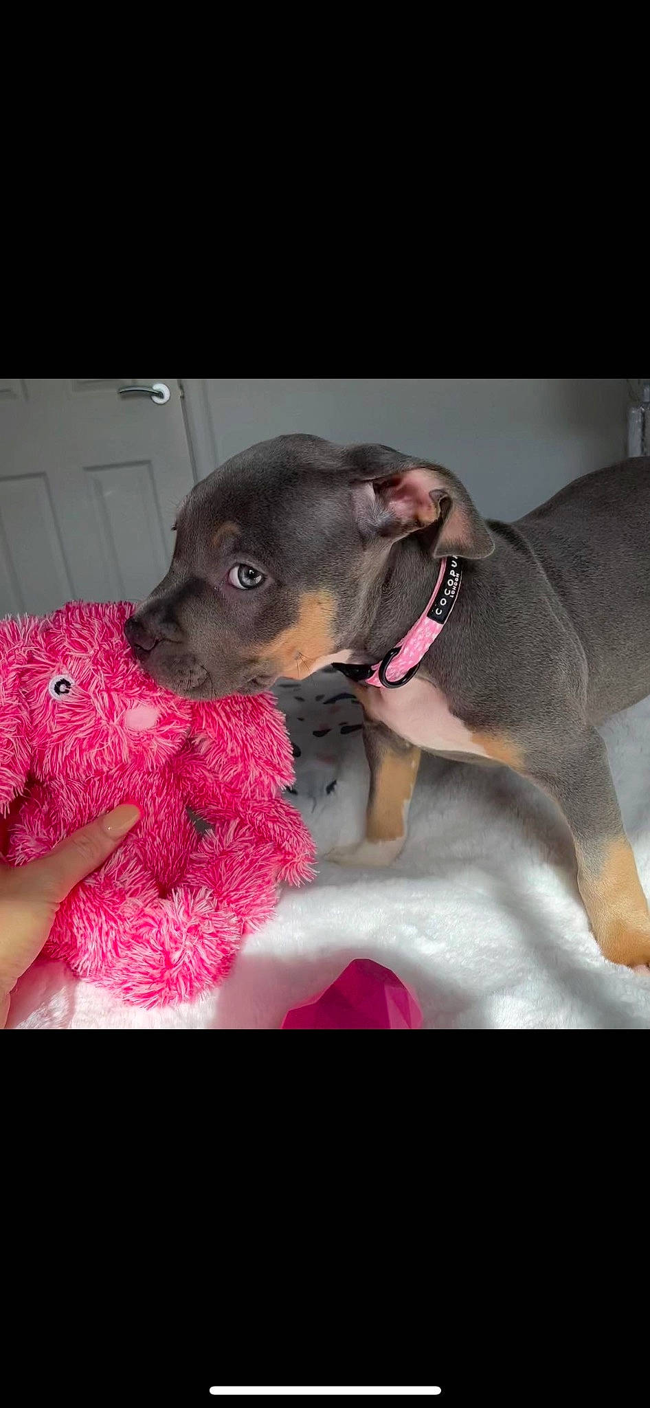 Deja Vu is registered to the contest to win money with this photo: canidae, carnivore, collar, comfort, companion_dog, dog, dog_breed, dog_collar, dog_supply, ear, fawn, liver, magenta, pet_supply, pink, snout, sporting_group, toy_dog, whiskers, working_animal