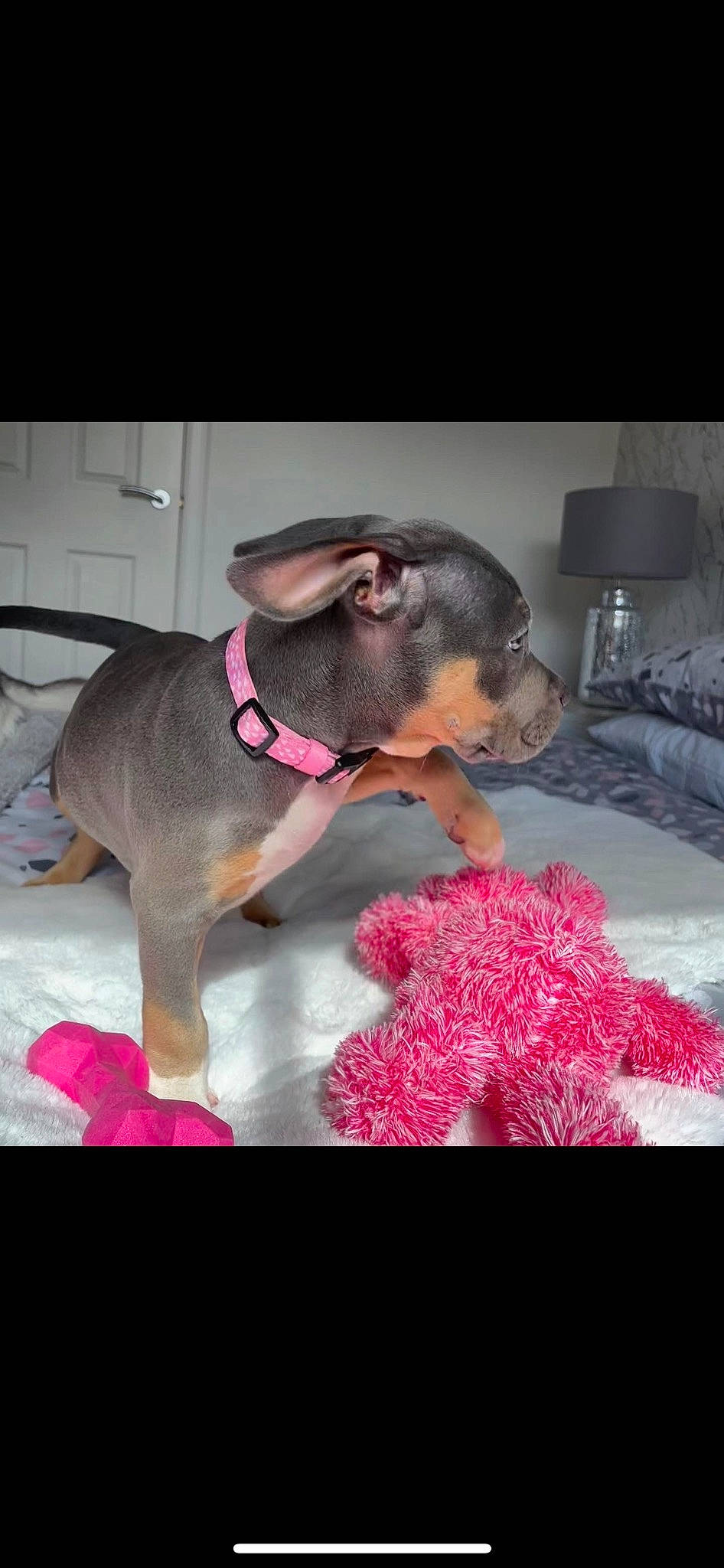 Deja Vu is registered to the contest to win money with this photo: carnivore, collar, companion_dog, dog, dog_breed, dog_collar, dog_supply, event, fawn, flooring, fur, lamp, leash, magenta, pet_supply, petal, plant, snout, sporting_group, working_animal