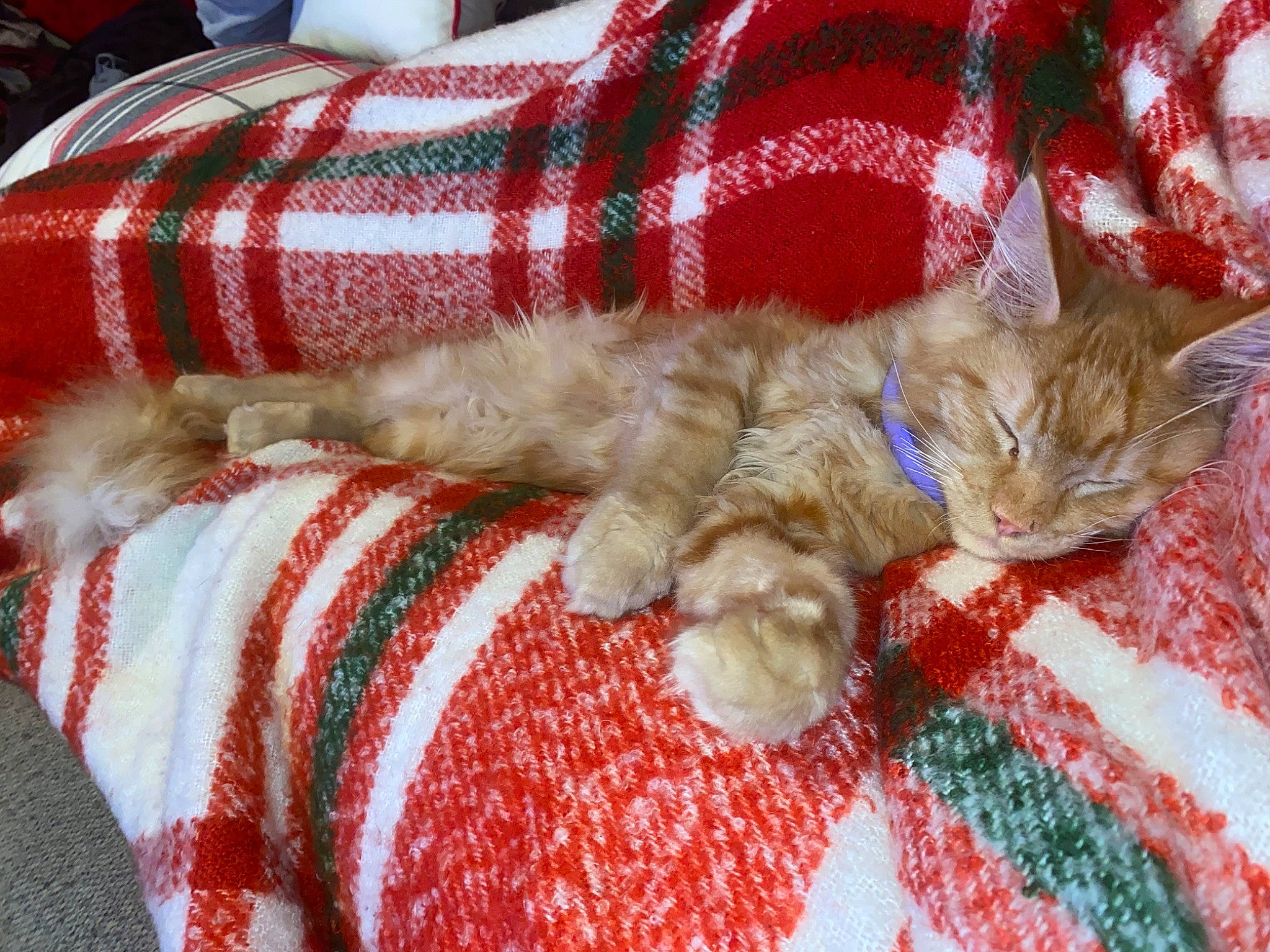 Buggy joined the competition — help win amazing prizes! bedding, carnivore, cat, comfort, couch, domestic_short_haired_cat, event, felidae, fur, linens, pattern, plaid, red, small_to_medium_sized_cats, tail, tartan, textile, tree, whiskers, wool