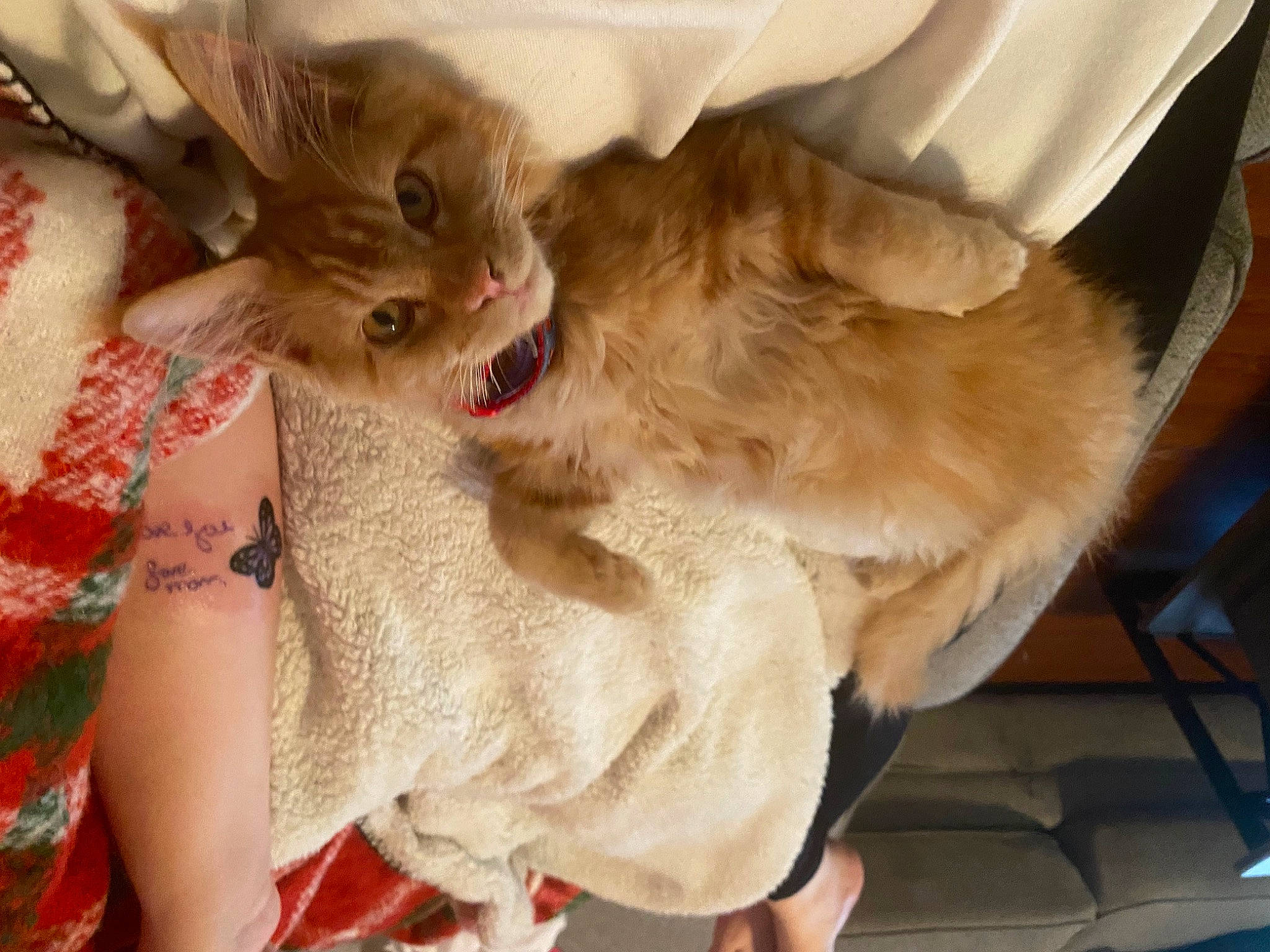 Buggy is registered to the contest to win money with this photo: canidae, carnivore, cat, claw, companion_dog, domestic_short_haired_cat, fawn, felidae, fur, gesture, paw, small_to_medium_sized_cats, snout, tail, whiskers