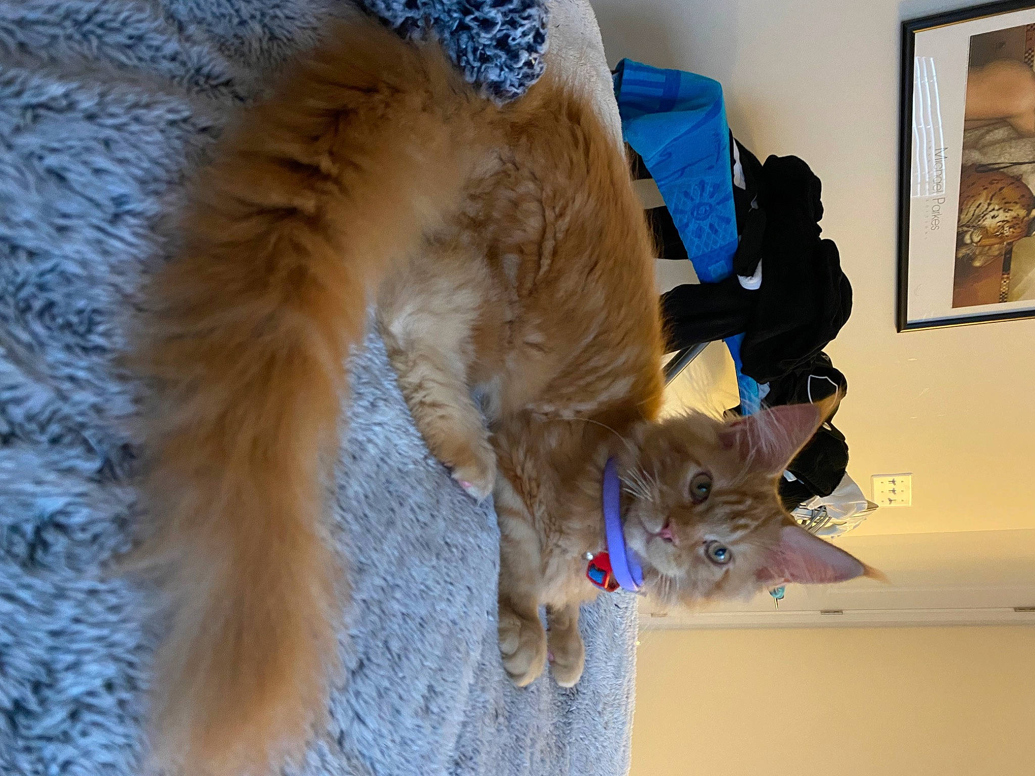 Buggy joined the competition — help win amazing prizes! art, canidae, carnivore, cat, companion_dog, dog_breed, domestic_short_haired_cat, electric_blue, fawn, feather, felidae, fur, fur_clothing, paw, picture_frame, small_to_medium_sized_cats, sporting_group, stuffed_toy, tail, whiskers