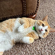 Milo joined the competition — help win amazing prizes! cat, orange_cat, white_cat, carpet, furniture, couch, indoor, pet, animal, fur, whiskers, paws, relaxed, lying_down, curious, collar, green_tag, closeup, domestic_cat, home