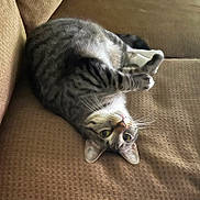 Hella Bella joined the competition — help win amazing prizes! animal, brown_couch, cat, closeup, comfortable, couch, cozy, curious, cute, domestic_cat, feline, fur, indoor, living_room, pet, relaxed, resting, tabby_cat, upside_down, whiskers