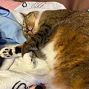 Pepper is registered to the contest to win money with this photo: animal, blanket, cat, closeup, comfort, cozy, cute, domestic_cat, feline, fur, indoor, nap, paws, pet, relaxation, resting, sleeping, soft, tabby, whiskers