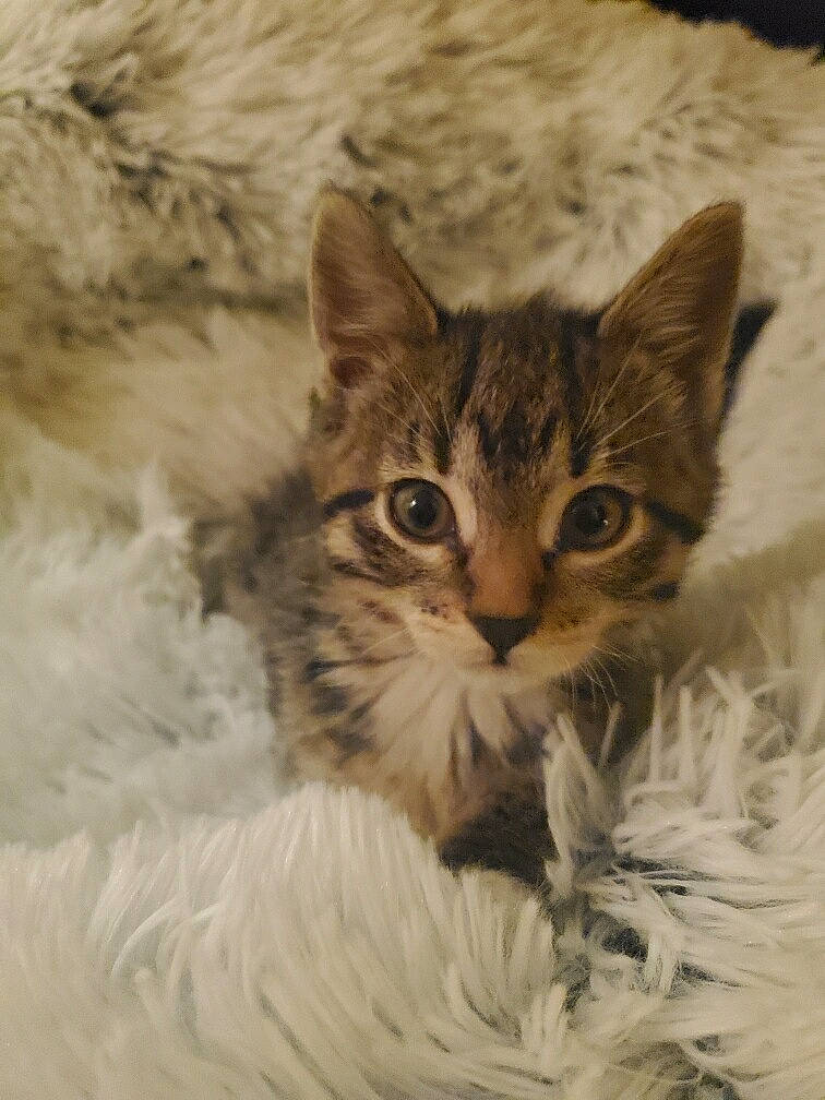 Mischa joined the competition — help win amazing prizes! beige, brown, carnivore, cat, fawn, felidae, fur, iris, kitten, natural_material, small_to_medium_sized_cats, snout, terrestrial_animal, vertebrate, whiskers