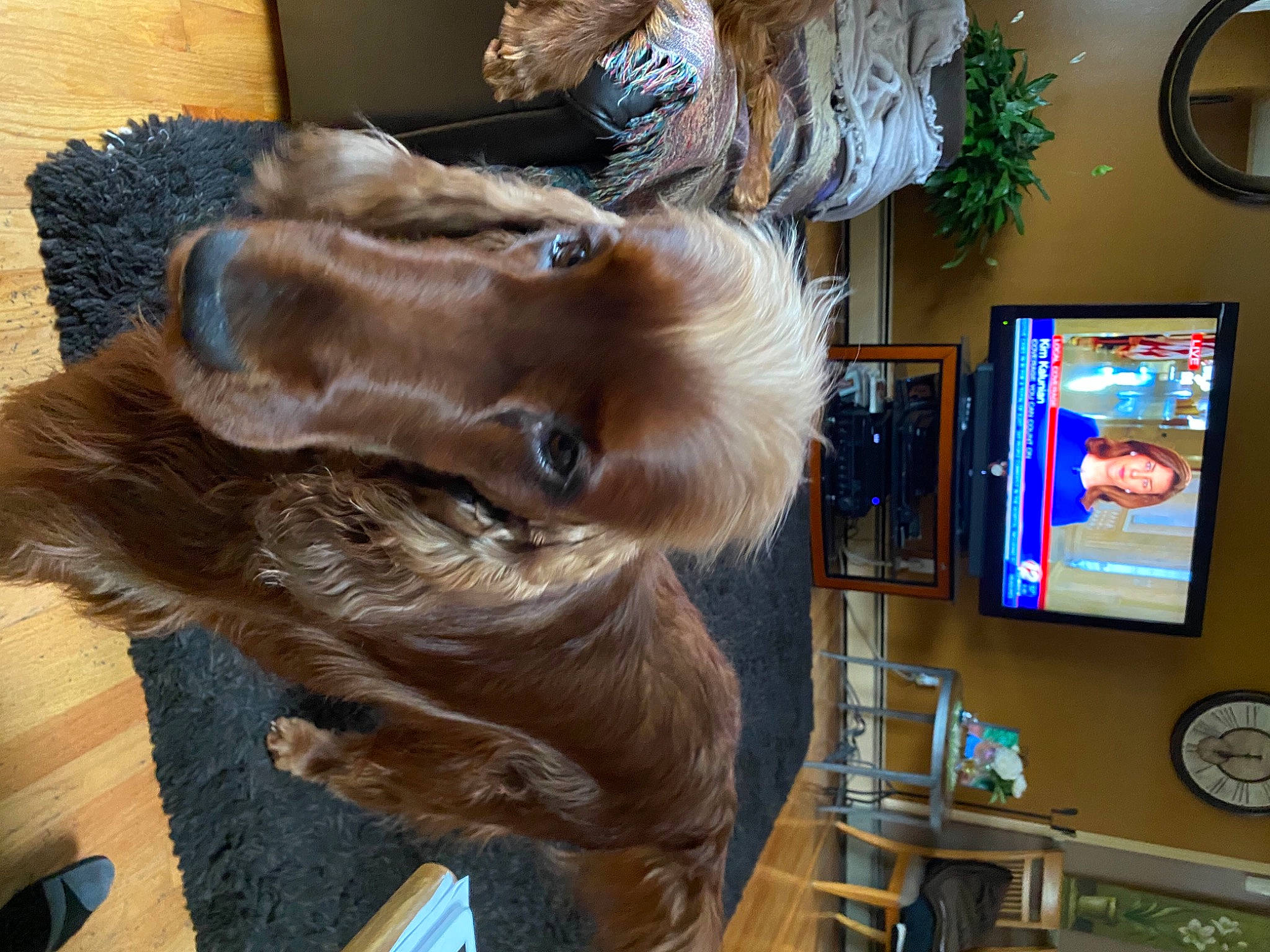 Rudy is registered to the contest to win money with this photo: canidae, carnivore, clock, collar, companion_dog, dog, dog_breed, fawn, fur, houseplant, liver, machine, natural_material, picture_frame, shelf, sporting_group, tail, whiskers, wing, working_animal