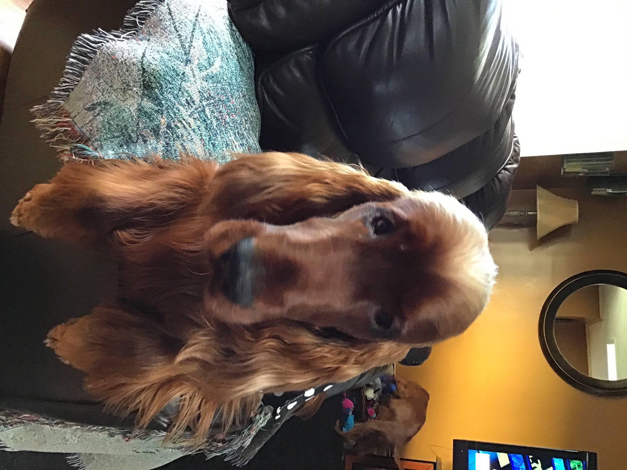 Rudy joined the competition — help win amazing prizes! brown_hair, canidae, carnivore, comfort, companion_dog, dog_breed, ear, fawn, feather, felidae, fur, fur_clothing, light, liver, natural_material, small_to_medium_sized_cats, snout, sporting_group, whiskers, working_animal