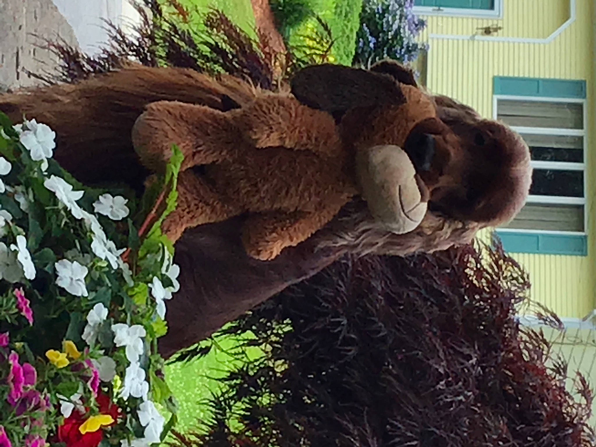 Rudy joined the competition — help win amazing prizes! adaptation, art, botany, environmental_art, fawn, flower, fur, garden, grass, lawn_ornament, natural_material, organism, plant, sculpture, shrub, spring, statue, trunk, window, wood