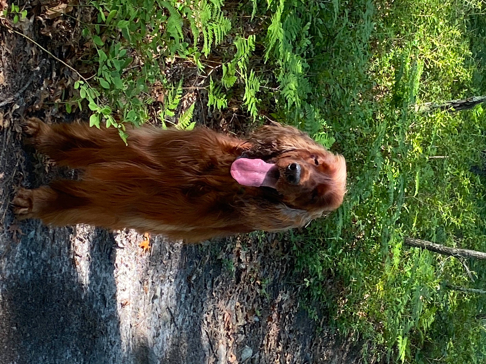 Rudy is registered to the contest to win money with this photo: canidae, carnivore, companion_dog, dog, dog_breed, fawn, fur, grass, liver, plant, primate, snout, sporting_group, tail, terrestrial_animal, tree, trunk, water, wildlife, wood