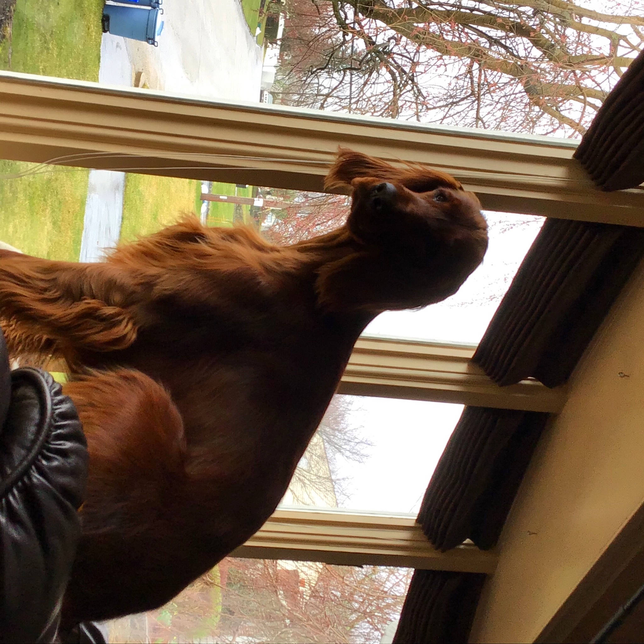 Bono is registered to the contest to win money with this photo: bridle, brown, carnivore, fawn, felidae, horse, horse_supplies, horse_tack, liver, pack_animal, shade, small_to_medium_sized_cats, snout, sorrel, terrestrial_animal, tints_and_shades, tree, window, wood, working_animal