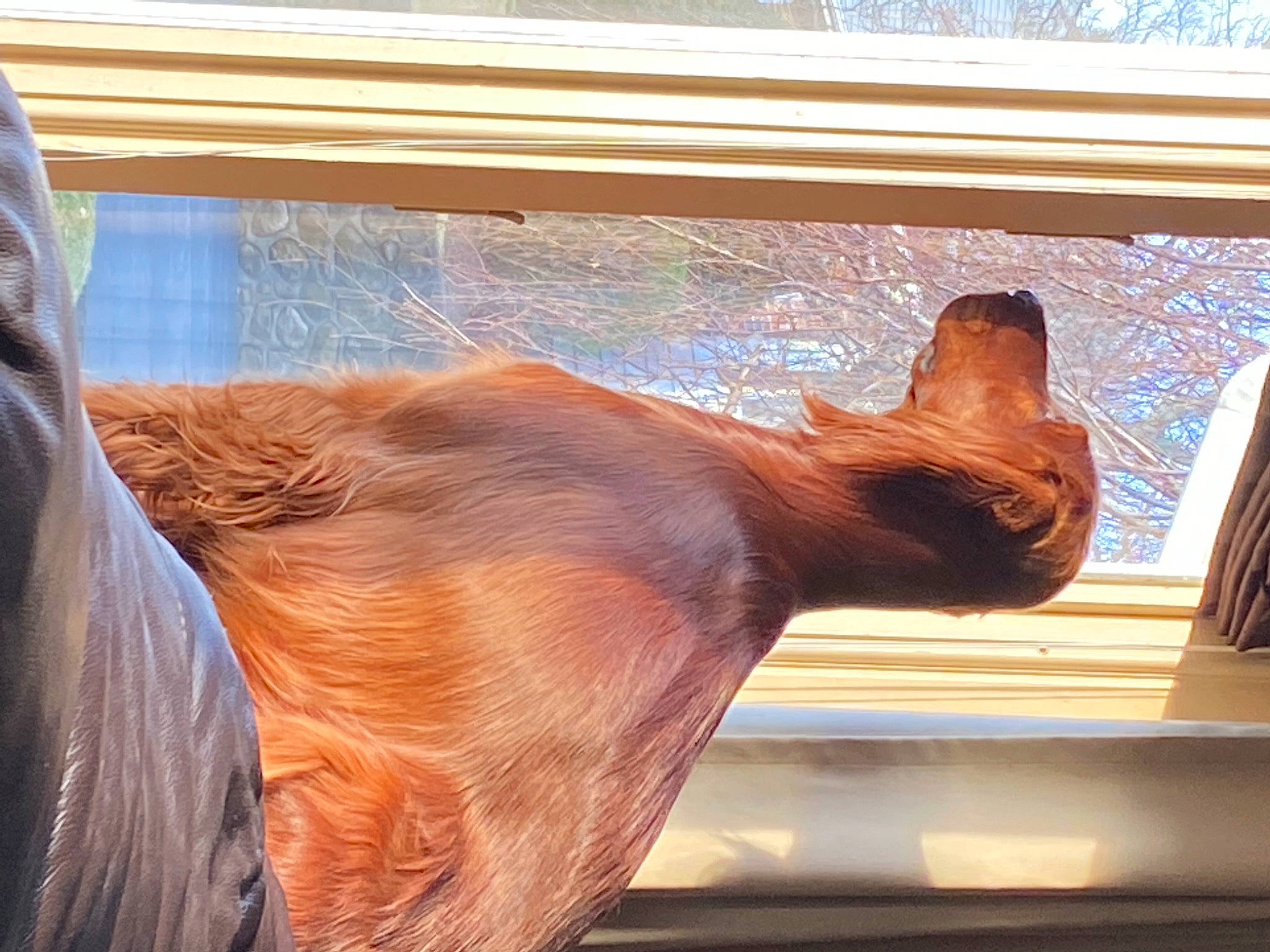 Bono joined the competition — help win amazing prizes! art, eye, facade, fawn, felidae, horse, liver, mare, sculpture, shade, snout, sorrel, stallion, tail, terrestrial_animal, tints_and_shades, wildlife, window, window_covering, wood