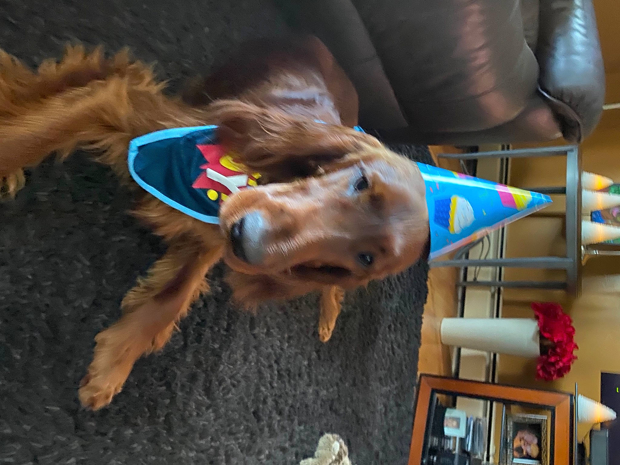 Bono is registered to the contest to win money with this photo: canidae, carnivore, collar, companion_dog, dog, dog_breed, dog_collar, dog_supply, fashion_accessory, fawn, fun, fur, leash, liver, pet_supply, picture_frame, snout, sporting_group, working_animal