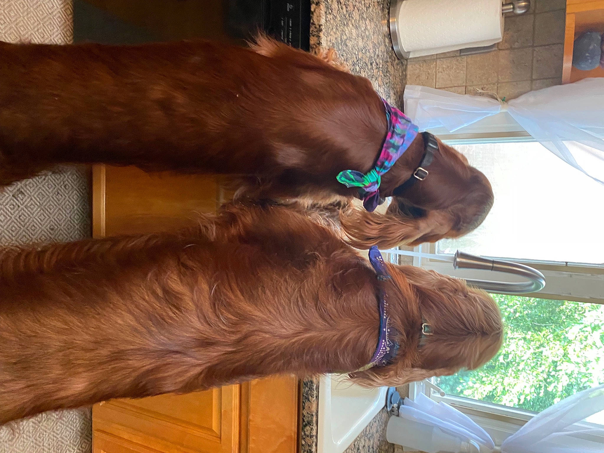 Bono joined the competition — help win amazing prizes! brown, carnivore, collar, comfort, companion_dog, dog, dog_breed, dog_collar, fawn, foot, gesture, human_leg, liver, mammal, pet_supply, sporting_group, thigh, vehicle, working_animal, wrist