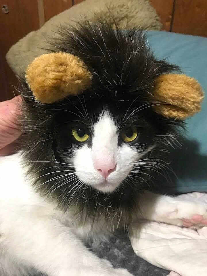 Thomas joined the competition — help win amazing prizes! cat, costume, lion_mane, pet, animal, black_and_white, fur, whiskers, yellow_eyes, indoor, hand, bed, blanket, cute, portrait, feline, closeup, mammal, domestic_animal, funny