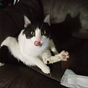 Thomas is registered to the contest to win money with this photo: cat, black_and_white, pet, animal, indoor, couch, feline, tongue, licking, shadow, fur, whiskers, paw, sitting, cute, domestic, relaxed, closeup, mammal, furniture