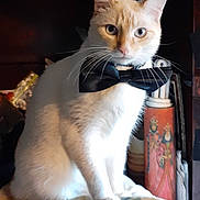 Lil Guy is registered to the contest to win money with this photo: animal, black_bow_tie, blanket, bow_tie, cat, closeup, cute, decor, domestic_cat, eyes, face, feline, indoor, lamp, orange_fur, pet, portrait, sitting, whiskers, white_fur