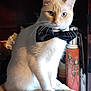 animal, black_bow_tie, blanket, bow_tie, cat, closeup, cute, decor, domestic_cat, eyes, face, feline, indoor, lamp, orange_fur, pet, portrait, sitting, whiskers, white_fur
