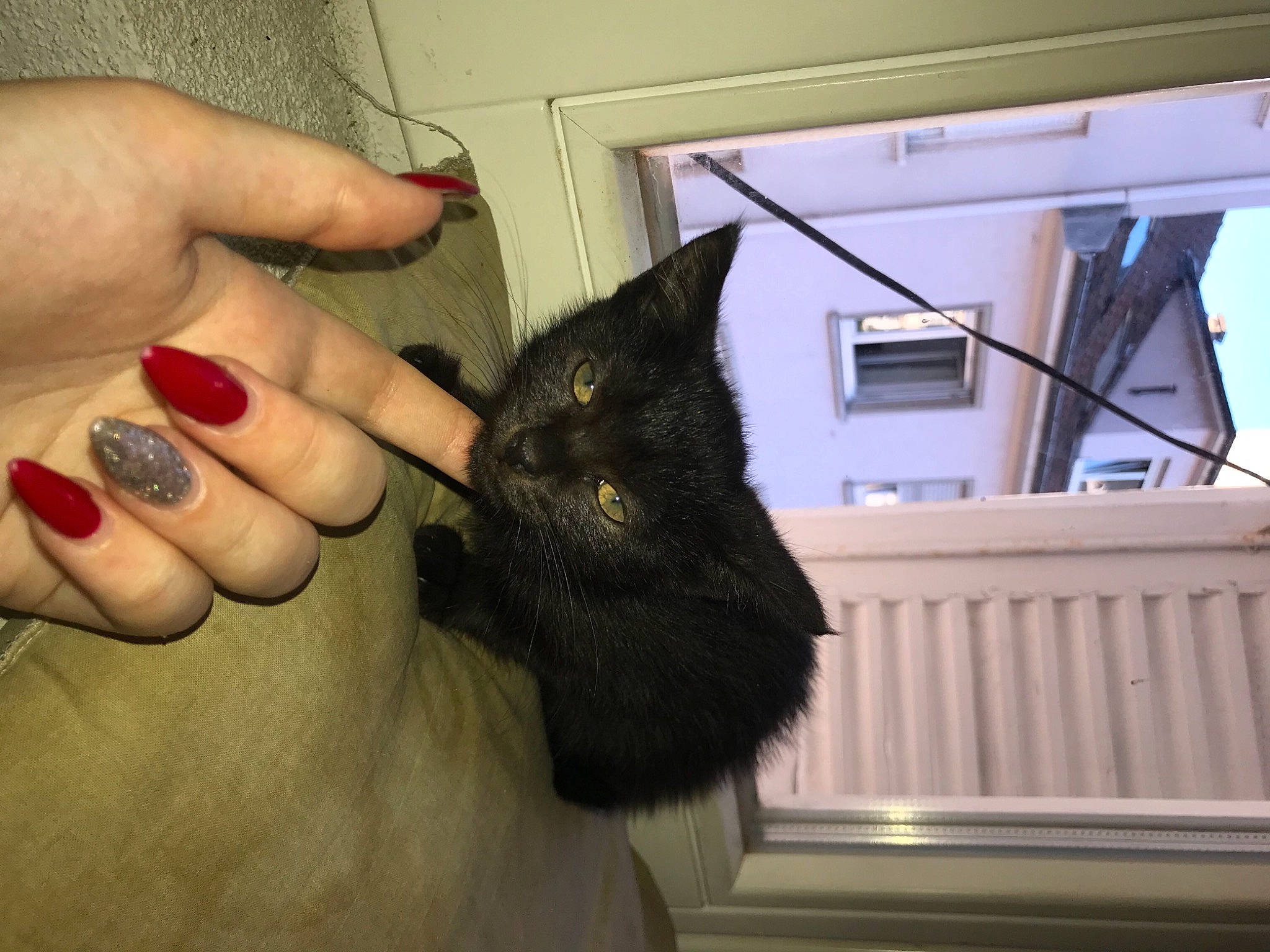 Wiwi a rejoint le concours — aidez-le/la à gagner de superbes lots ! black_cat, carnivore, cat, claw, domestic_short_haired_cat, ear, felidae, finger, foot, fur, gesture, hand, human_leg, nail, small_to_medium_sized_cats, tail, thumb, whiskers, window, wrist